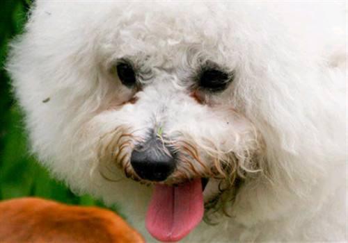 如何处理比熊犬泪痕的方法,比熊犬泪痕严重怎么清掉