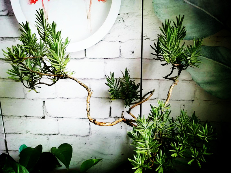 如何打造薰衣草花海,怎么制作薰衣草香氛