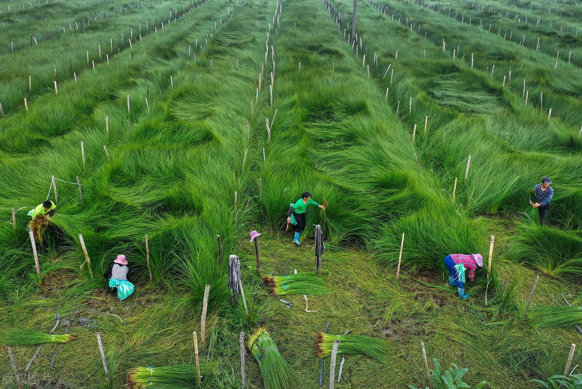 蔺草,你可能没听说过但多半用过,没有蔺草的夏天很难熬