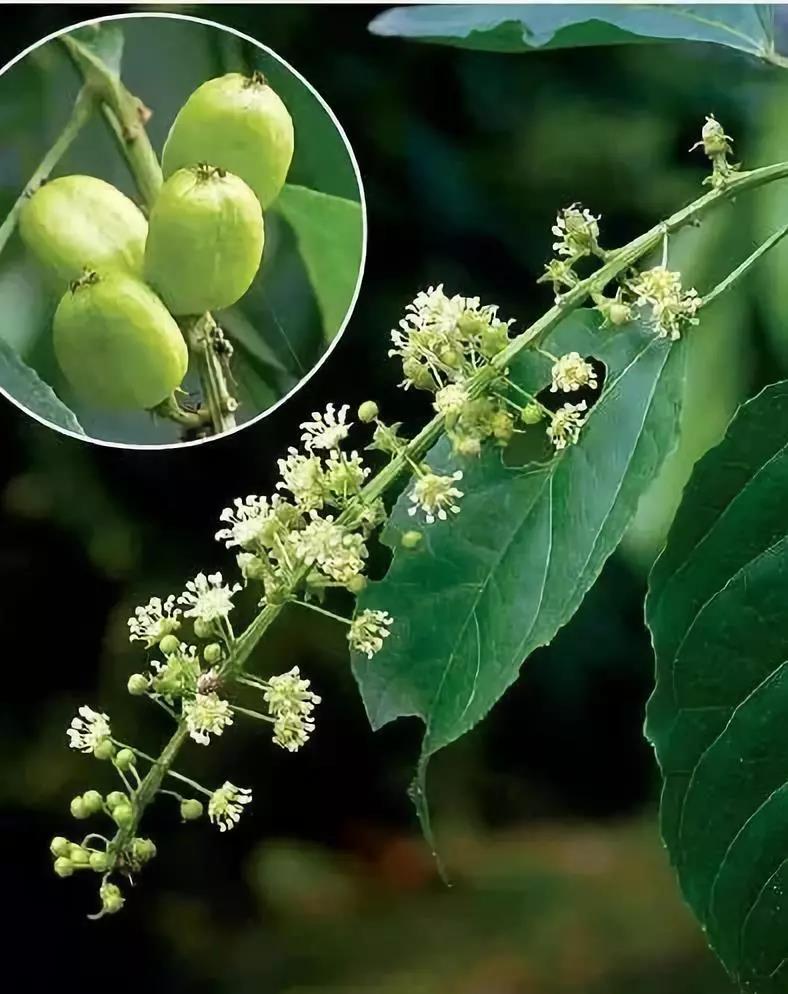 这4种花卉很漂亮花量大观赏度高,20种漂亮花好看不好养