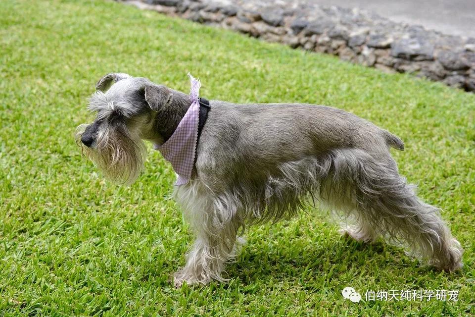 雪纳瑞的尾巴是长的还是短的,雪纳瑞尾巴有天生短的吗