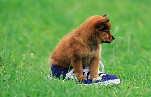 狗软骨病怎么治疗最好,狗得了软骨病有什么症状