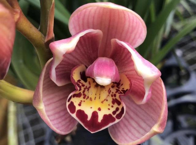 最名贵十种兰花品名及价格图片,十大名贵兰花有哪些品种