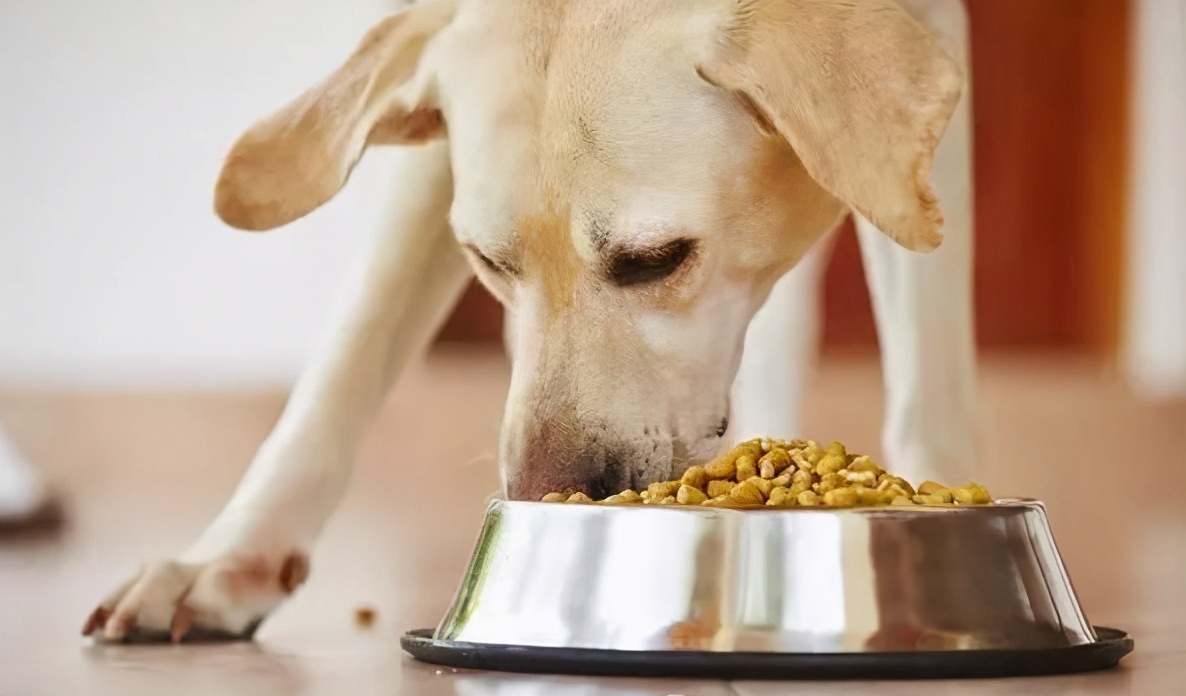 汪汪队的狗狗个个都是什么品种,盘点汪汪队里面的真实狗狗