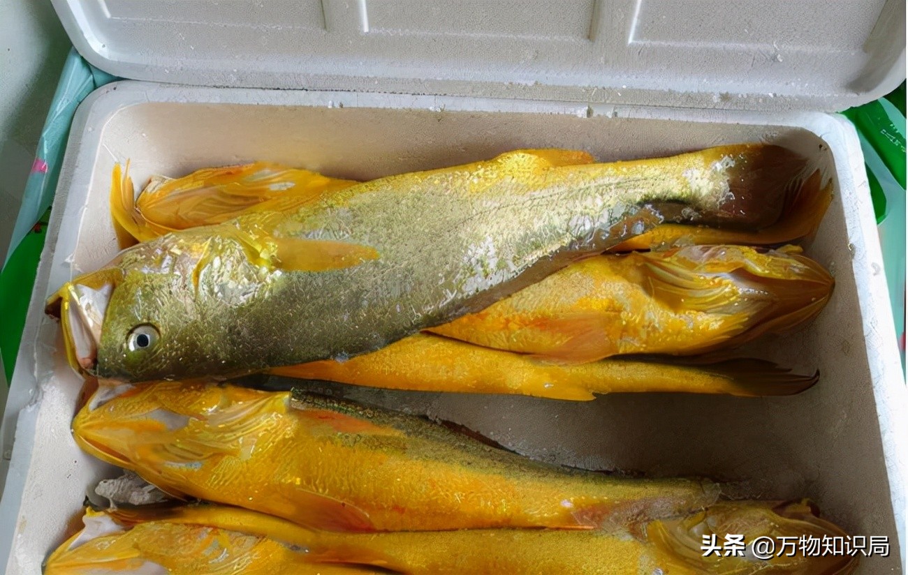 从喂鸡喂鸭到一条11万,我国狠心流放30年,为何还救不起一条鱼?