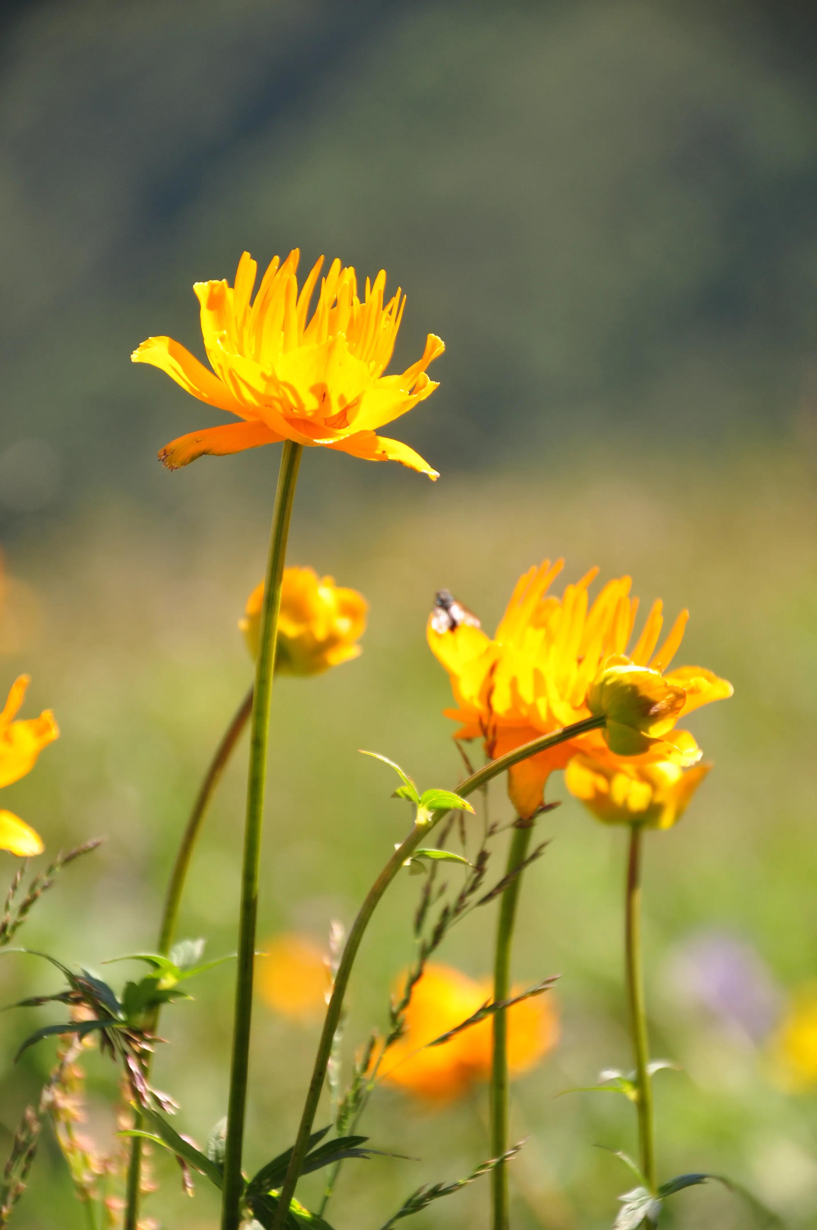河北第一高山小五台山,河北的最高山峰小五台山海拔多少