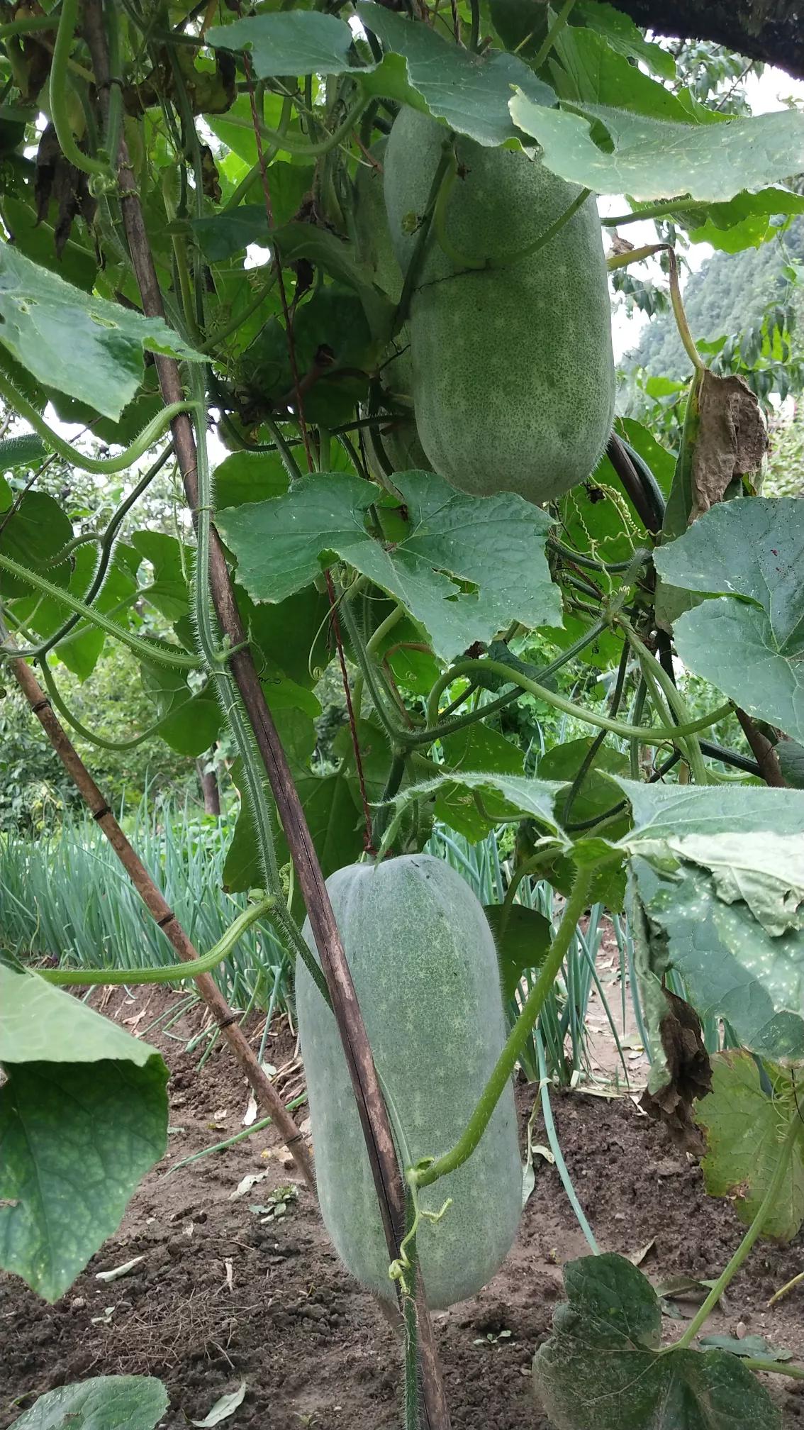 大山深处的温柔乡,大山深处的浪漫