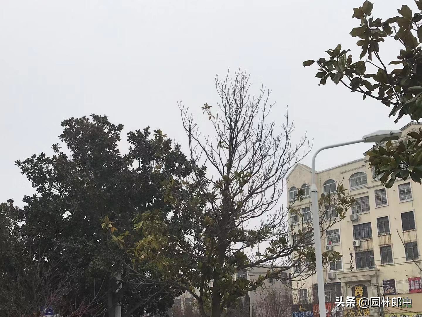 广玉兰主干枯死是什么原因,路边绿化树枯死怎么办