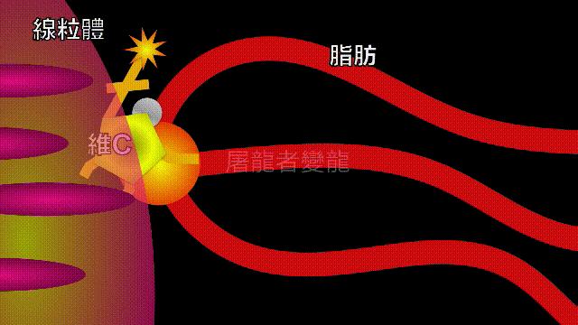 全世界的柠檬都读Lemon?这背后有一个刻在8号染色体上的上古故事