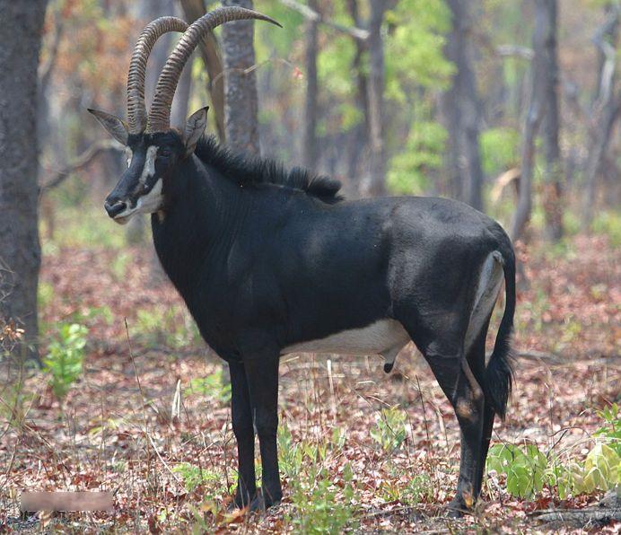 非洲牛科,物种繁多,来认识一下非洲大陆的各种羚羊吧