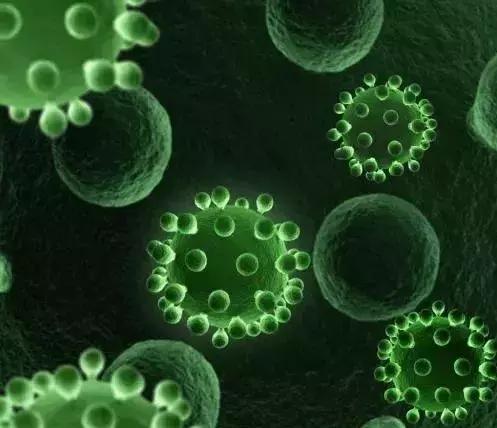 超级真菌来了致死率,超级真菌真的很可怕吗