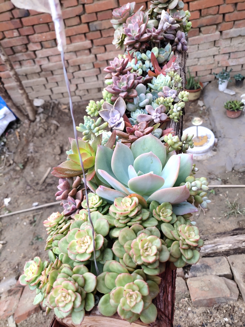 这3款多肉好养易活,这三种多肉不养成盆景就浪费了