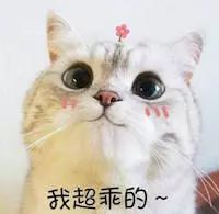 猫咪没有发情，为什么喜欢在家里乱尿？这7个原因很容易被忽视