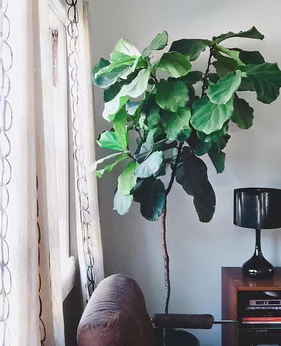 绿植养护植物死了怎么办,绿植为什么在家里养就死了