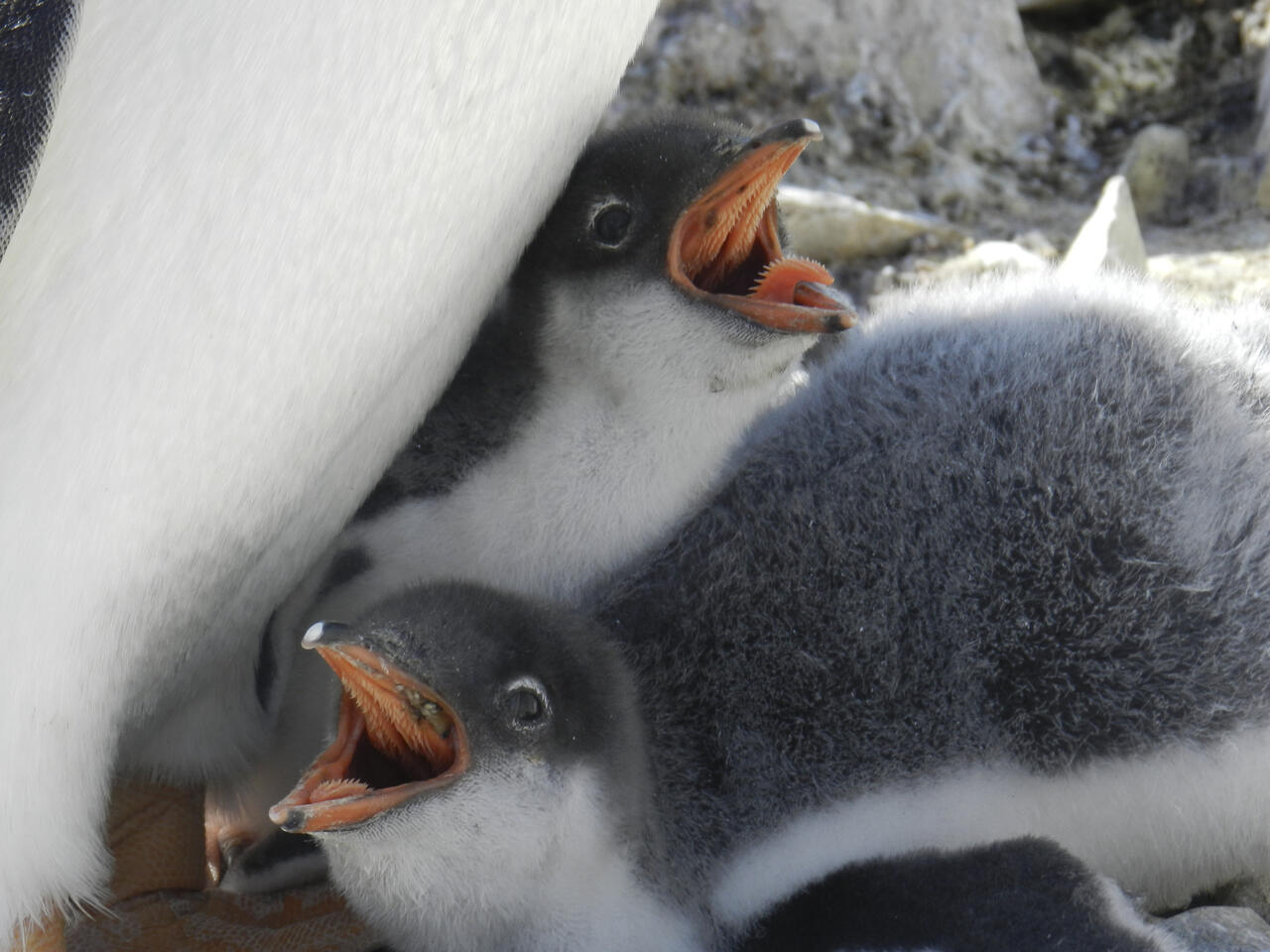 缇庡浘娆ｈ祻鍚儏鑴夎剦,缇庡浘ai娣峰壀