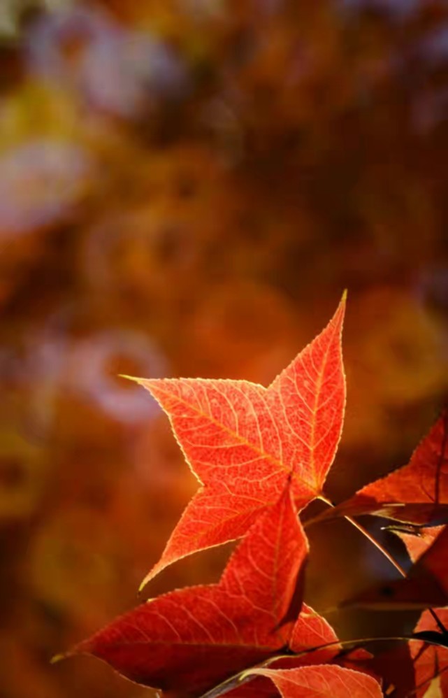 聆听晚秋,聆听晚秋落叶声