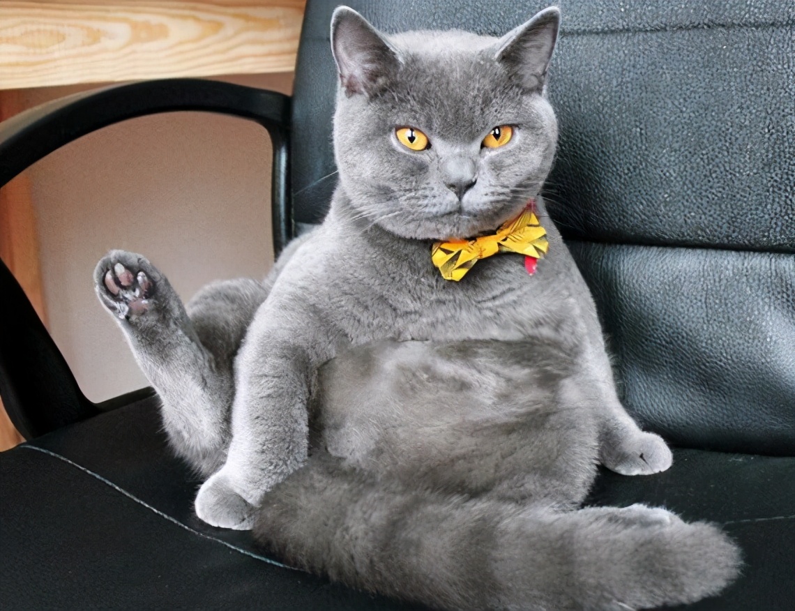 十种受欢迎的猫咪,6种最受欢迎的猫咪