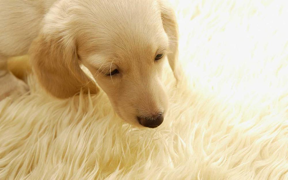 犬细小病毒的诊断与治疗文献,犬细小病毒的诊断与治疗实训报告