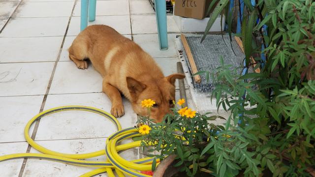 大年初一狗跑到床下不走,大年初一不小心把狗打死了