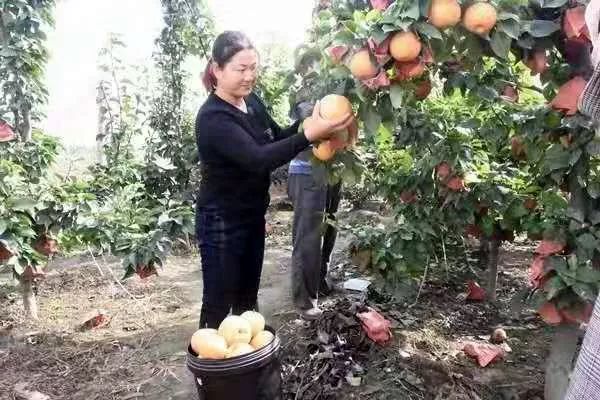 【一乡一品振兴路】近德固乡：晚秋黄梨结出致富“金疙瘩”