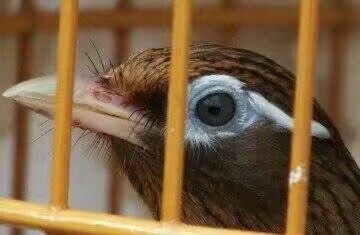 画眉鸟的稳火驯养技术