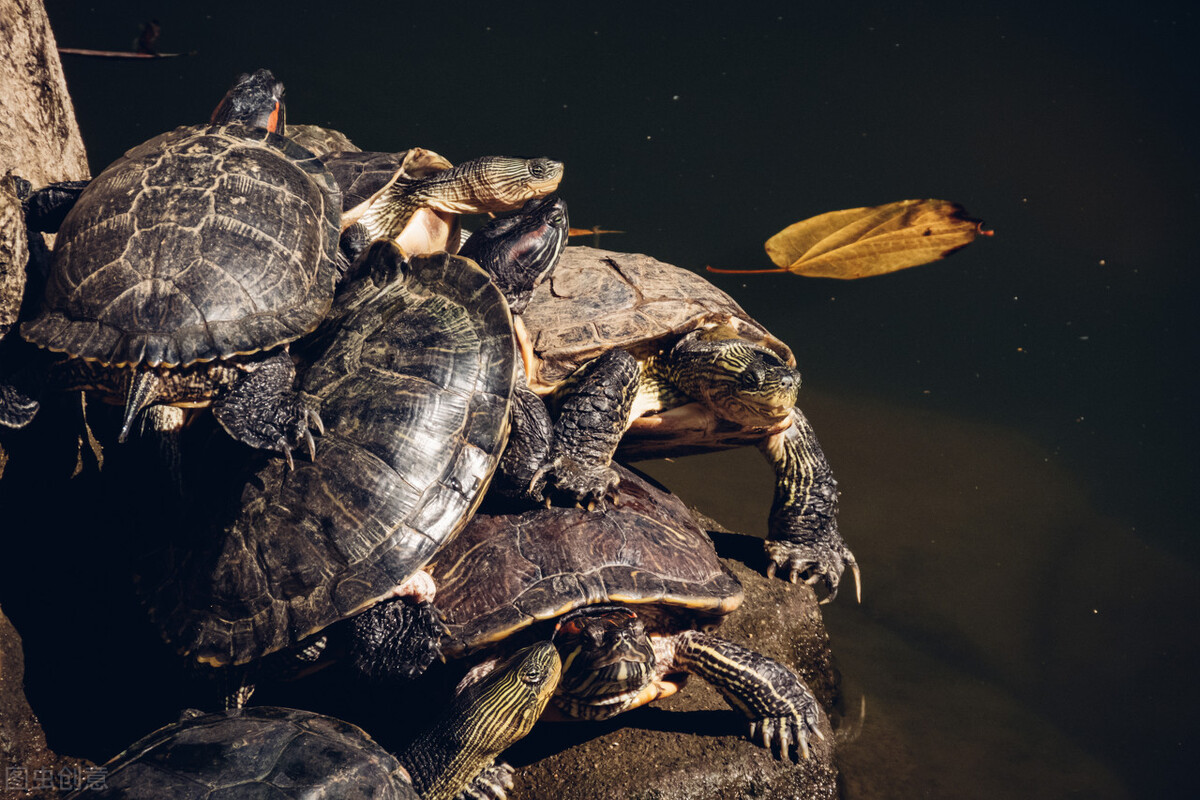 巴西乌龟冬眠结束后怎么处理,吸水树脂乌龟冬眠会不会腐皮