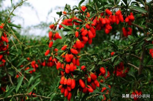 农村开山种什么最赚钱,农村种植什么最赚钱年入十几万