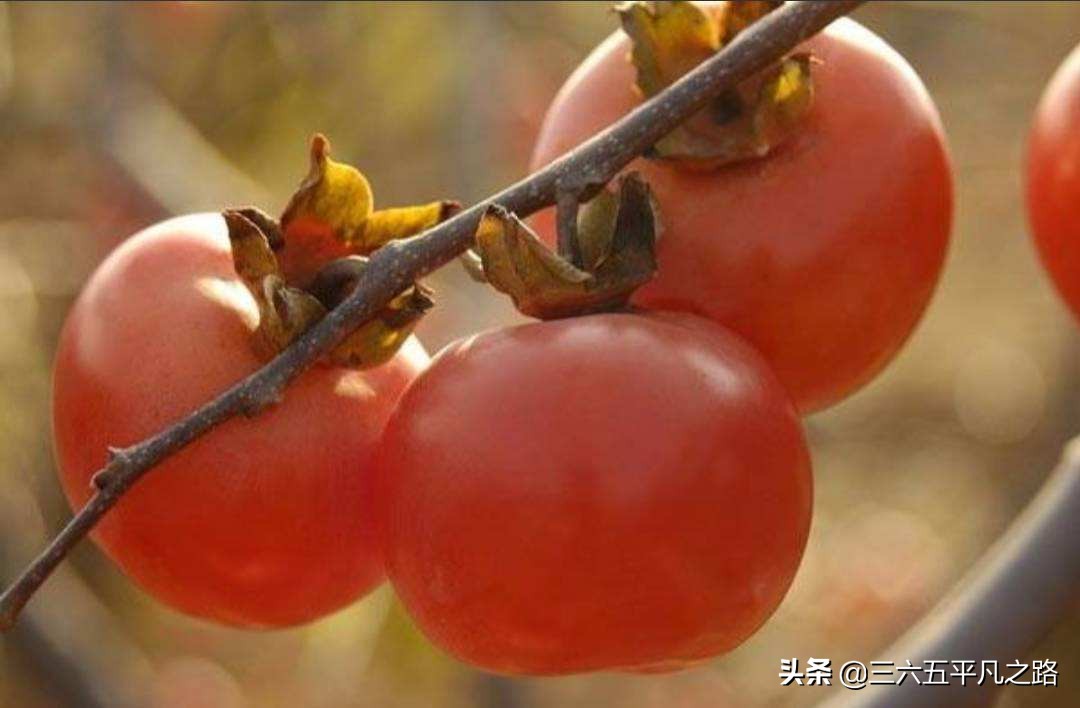 一个柿子十副药有什么说法,一个柿子十副药的下一句