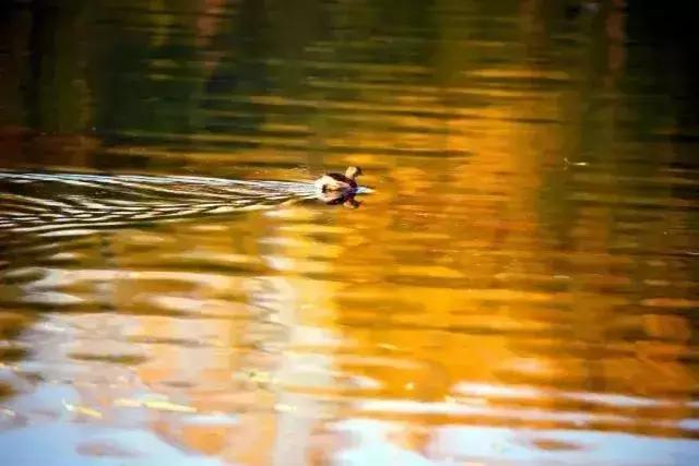 冬季山东山泉水最美最有韵味？济南山泉水美？泰山上下一片银白？