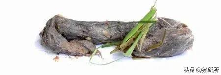 猫咪不吃肉肉怎么办,猫咪不吃鱼吃草怎么办