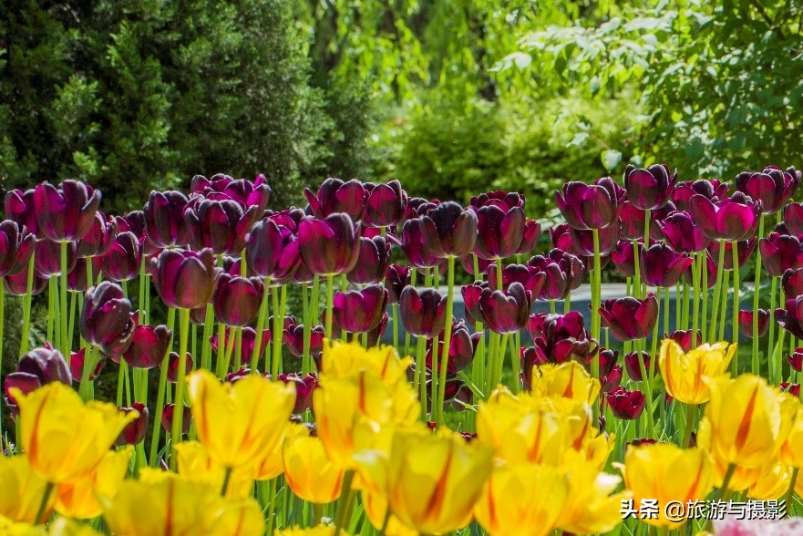 郁金香诗句经典五言,郁金香古诗词