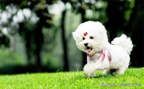 如何解决公犬发情,母宠物犬发情怎么缓解