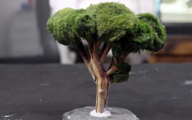 莫斯树到底好不好,莫斯树是什么