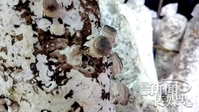 市界行看小康⑰丨新立东村:“小伞”撑起致富梦