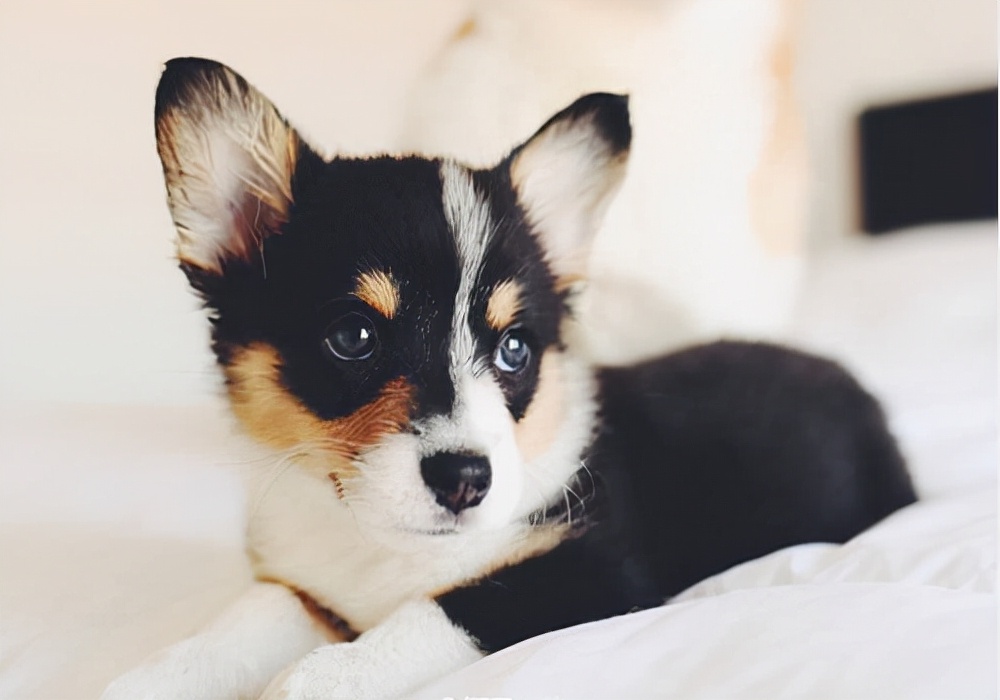 养宠日记：小狗月经来了呕吐是怎么回事？应该采取什么措施处理？