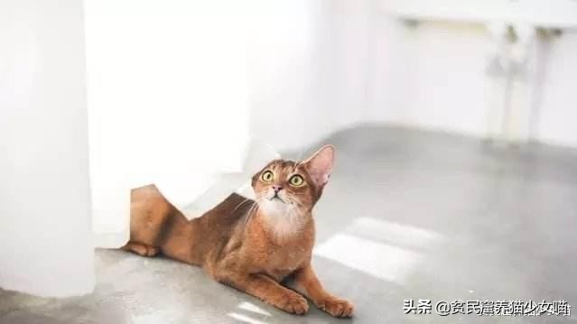 玩水的小猫咪,戏水小猫咪