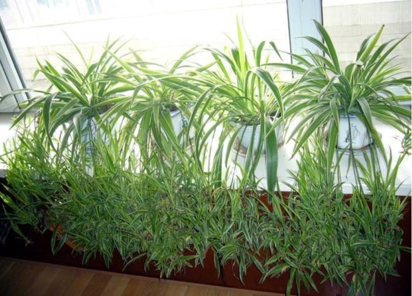 吊兰长疯了是什么原因,绿萝吊兰浇水技巧