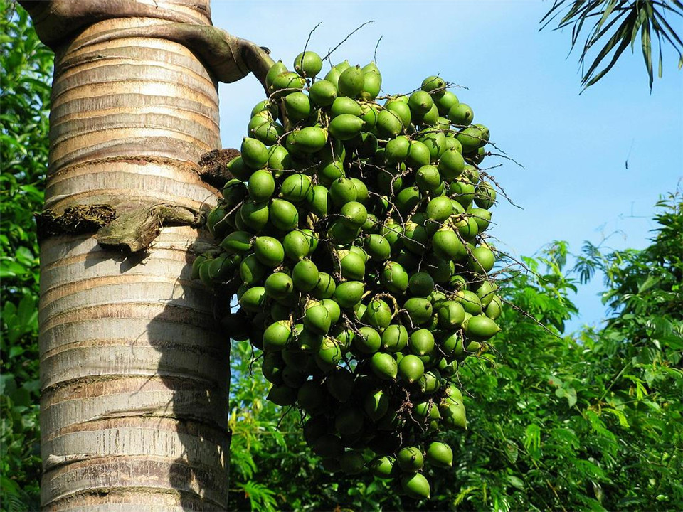 国际公认的“软*品毒**”槟榔，6000万国人却嚼个不停，偏不听劝