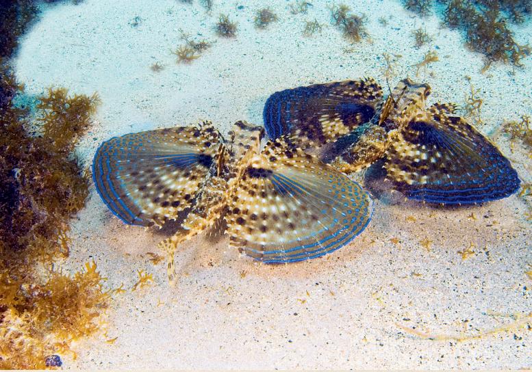 你可能没见过飞鱼,但是你一定吃过它的卵