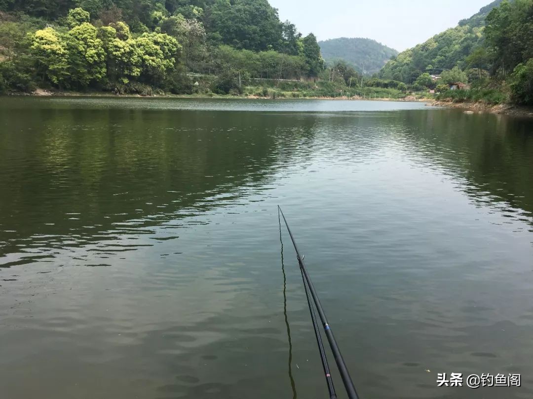 玉米钓鱼需要注意什么,玉米钓鱼不打窝能钓上来吗