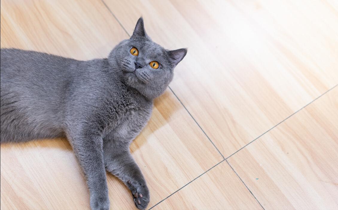 鑻辩煭钃濈尗鍝佺浉閴村埆,绾鑻辩煭钃濈尗鏍囧噯