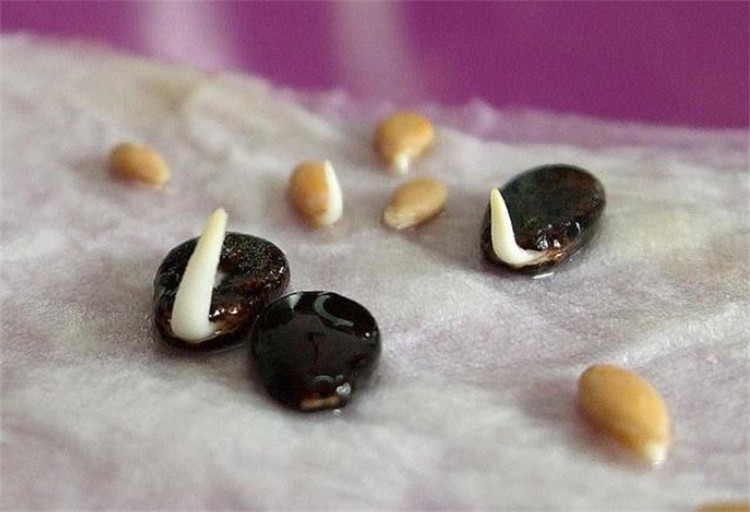 西瓜籽直接种土里会发芽吗,西瓜籽直接种土里面会生吗