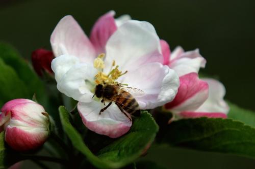 果树花少果少怎么办,果树开花少怎么防治