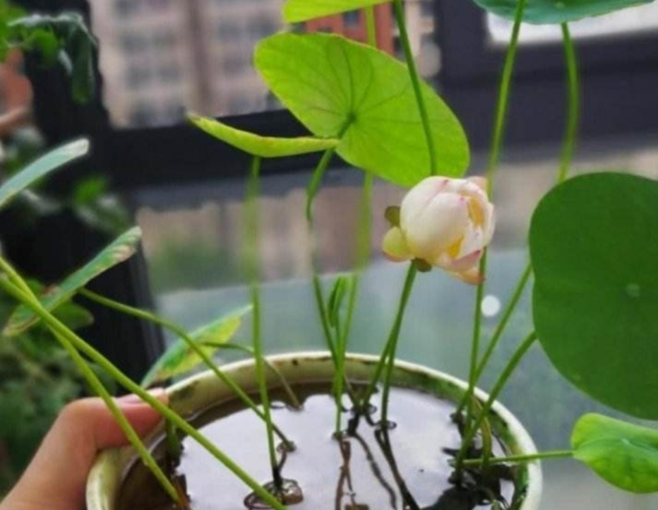 碗莲立叶就是快开花了吗,碗莲立叶多长时间开花