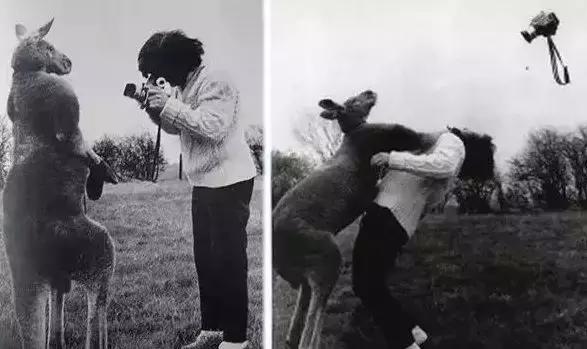 袋鼠和人打架视频,袋鼠为什么喜欢和狗狗打架