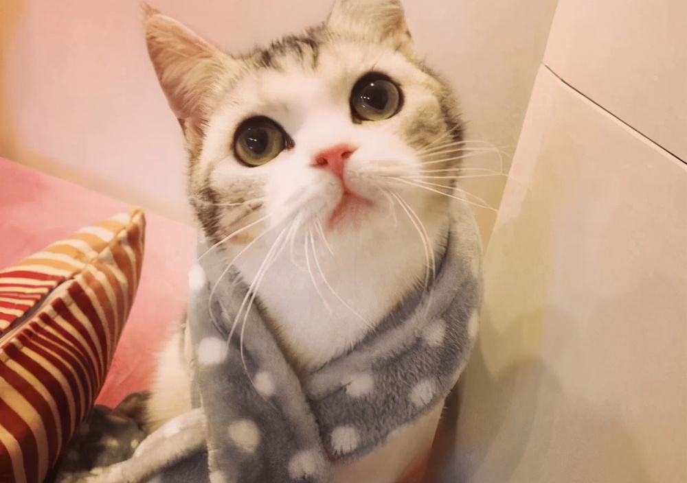 满月猫咪拉稀尾端带血,满月猫咪拉稀怎么办土办法