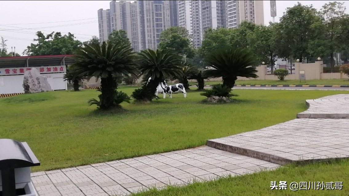 雪宝奶牛场,参观雪兰牛奶工厂心得体会