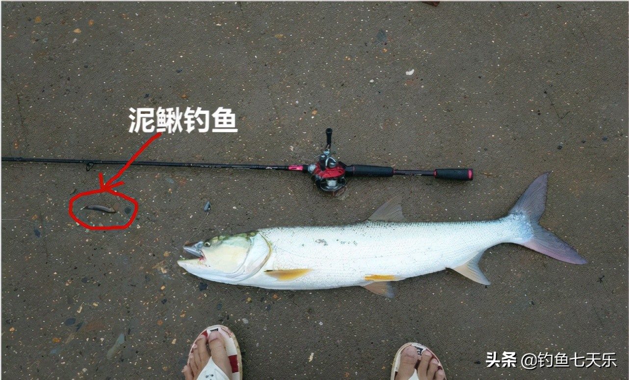 泥鳅钓鱼禁止了吗,重庆溪流禁钓政策