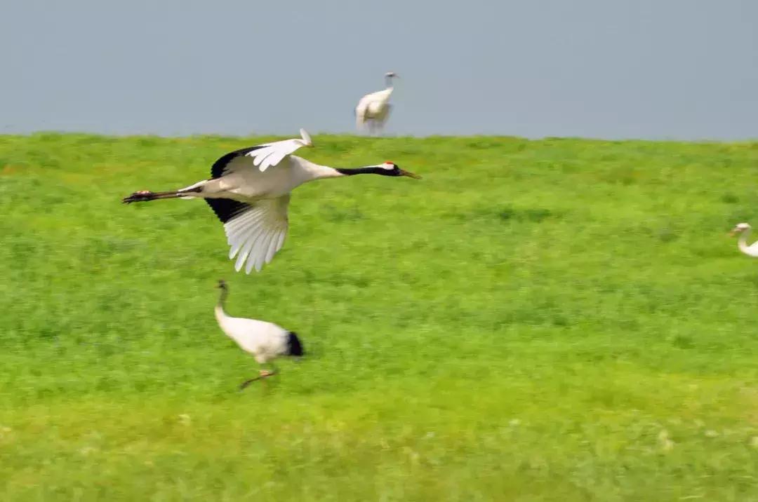10个闺蜜沿着中俄罗斯边境自驾游,10个闺蜜结伴游中苏边境线