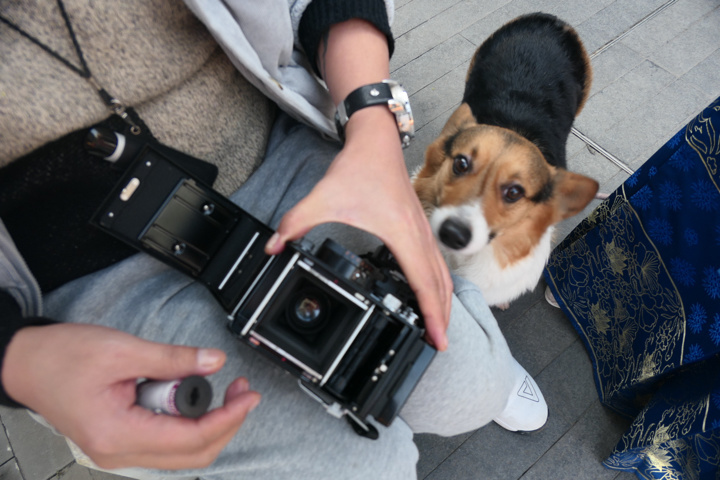 在米拍聚众吸猫吸狗是一种怎样的体验？